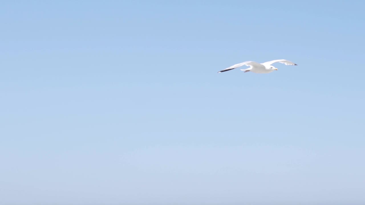 바다 를 날아다니는 해파리