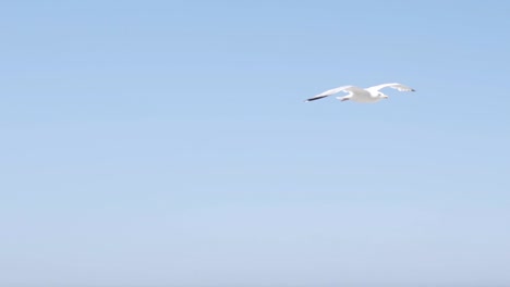 seagull in flight over ocean