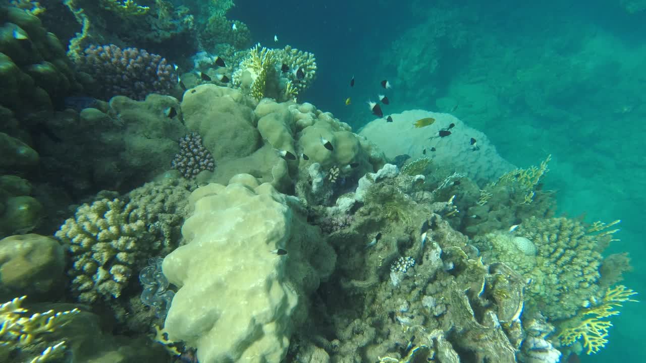 fotografía submarina de un arrecife de coral en las aguas del mar rojo de egipto