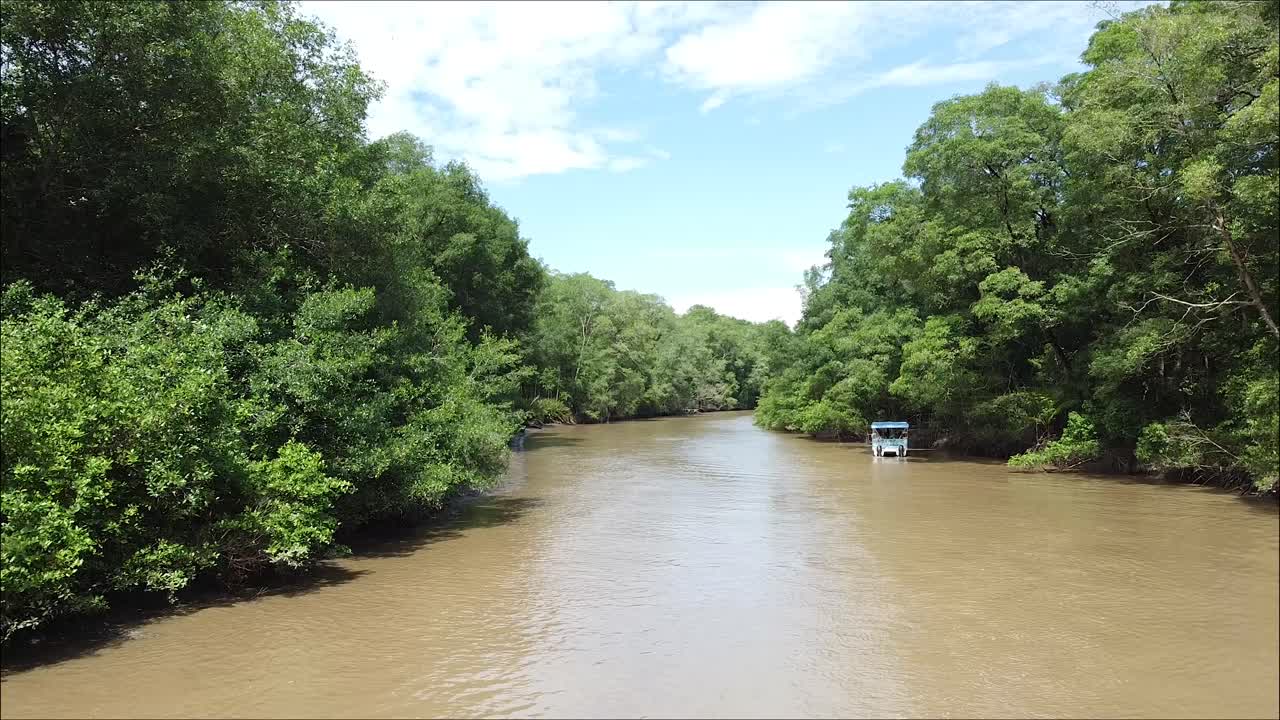 costa rica, río tropical, manglar, río entre los árboles