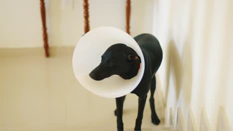 cute black dog with an elizabethan collar wagging its tail at the bottom of the stairs at home