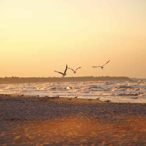 seagulls at sunset. many gull birds walking on beach in the evening and trying to find some food left by people.