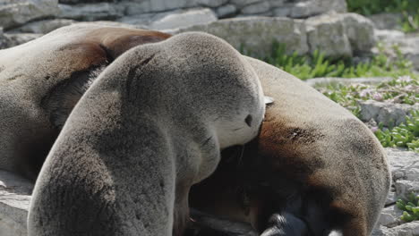 Cachorro-De-Lobo-Marino-De-Nueva-Zelanda-Bebe-Leche-De-Su-Madre-En-Kaikoura,-Canterbury,-Nueva-Zelanda