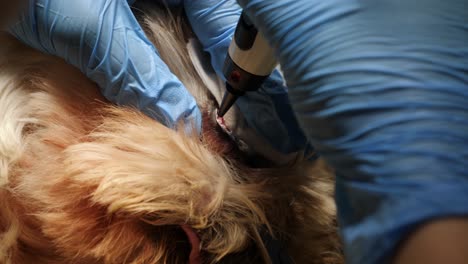 veterinarian performs cryotherapy surgery to an dog eye, close-up