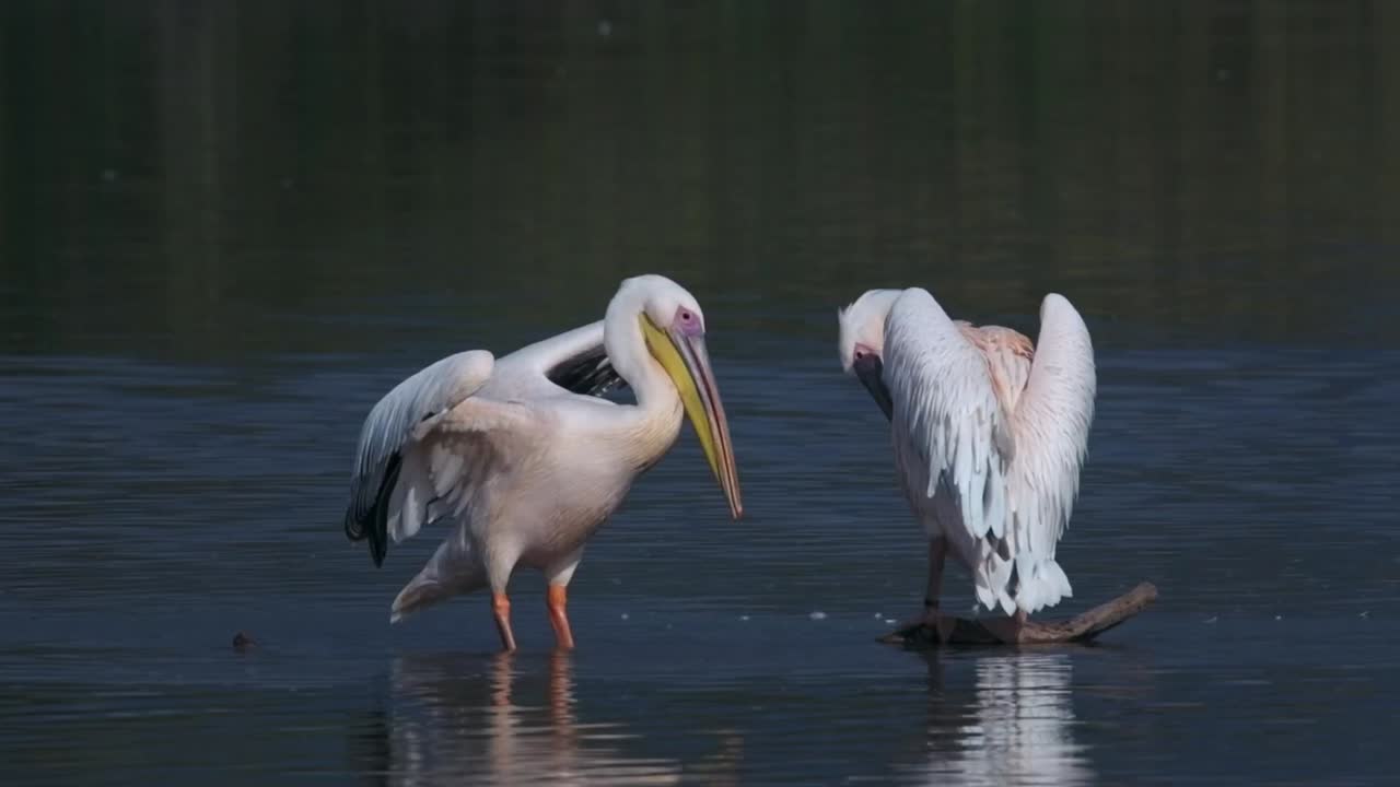Hand-held shot of a pair of pelicans flapping their wings and cleaning in Hagmon Haula