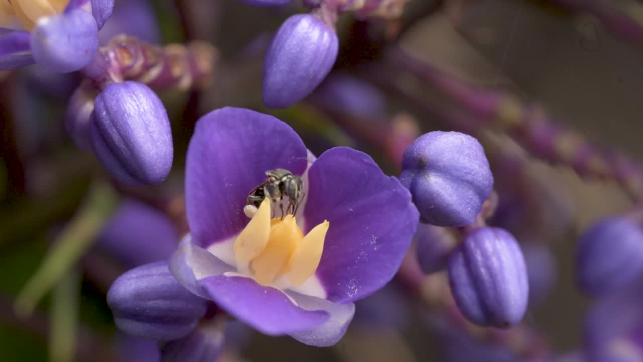 flor de jengibre azul polinizada por una abeja sin aguijón