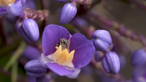 blue ginger flower being pollinated by a stingless bee