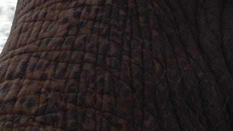 elephant turns his head towards camera and walks by, extreme closeup, slow motion