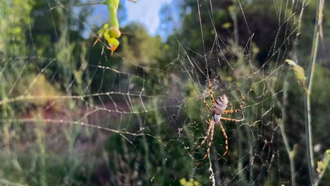 close-up view of a tiger spider in its web, ready to attack a green color praying mantis trapped in the web, in a meditreranean landscape, at the golden hour