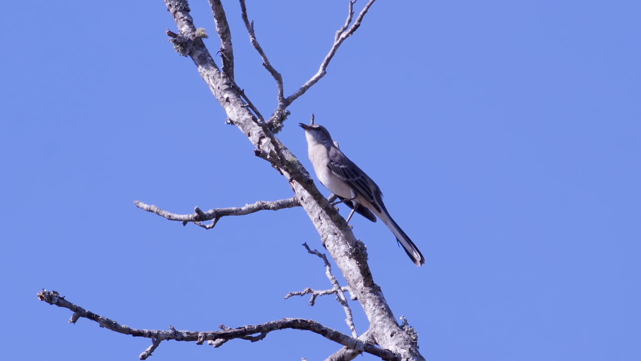 잎이 없는 나뭇가지에 앉아 있는 북부 흉내지빠귀