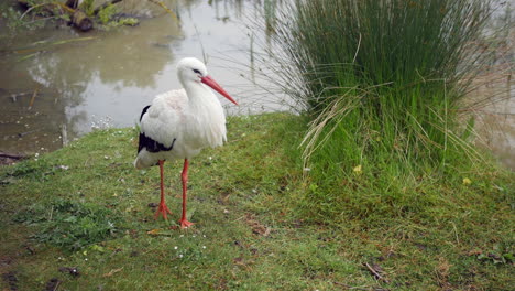 ein weißer storch steht auf einem gras am flussufer