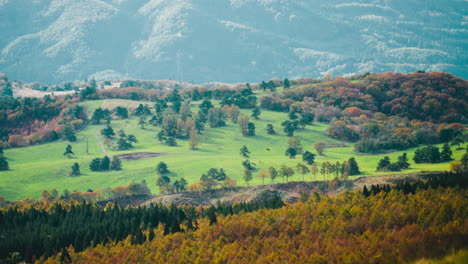 scenery of forest hills with colorful lush foliage during autumn on zao mountains in japan