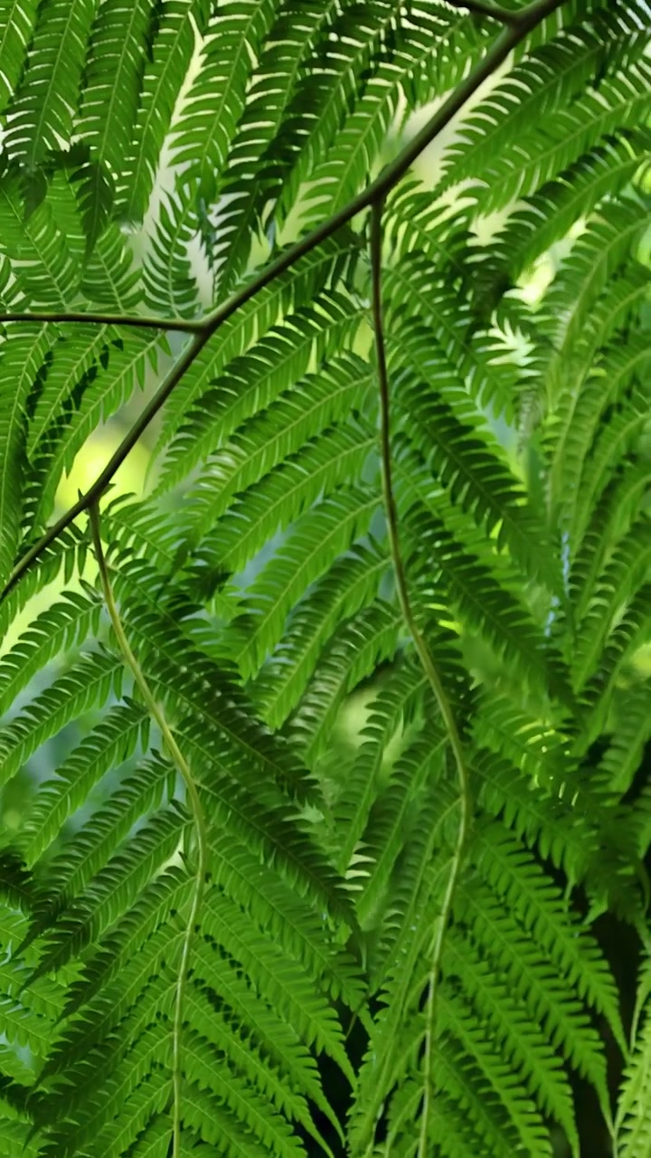 Lush green fern fronds gently move in dappled sunlight, forest environment, smooth camera pan