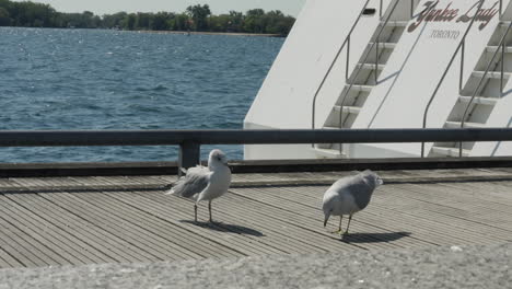 Bedrohliche-Möwen-Nähern-Sich-Und-Singen-In-Toronto