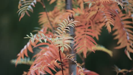 A-close-up-of-the-rowan-tree-on-the-dark-background