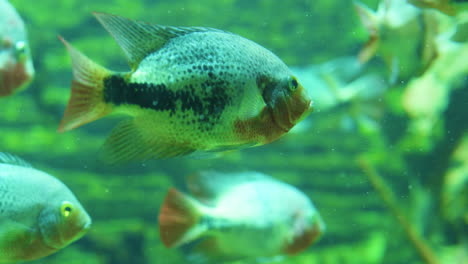 а fish swims in a river