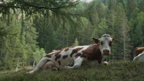 a cow laying in the grass on the alp mountains, in northern italy, forest behind
