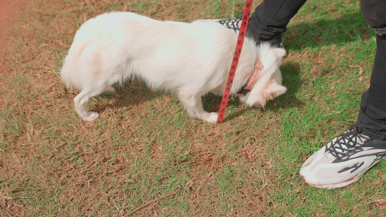 Cane bianco che annusa l'erba vicino al guinzaglio, primo piano di un piccolo animale domestico che esplora il prato vicino alle scarpe da ginnastica del proprietario, luce diurna delicata, ritmo calmo, texture dettagliata del pelo e naso che sonda il terreno, momento di vita spontaneo.