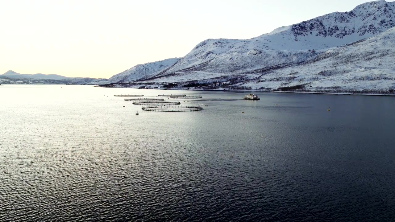 Kreisförmige Aquakulturnetze und Boot schwimmen in ruhigem Meerwasser während der Dämmerung der Polarnacht in Tromsø, Norwegen. Drohnenaufnahme, Platz für Text.