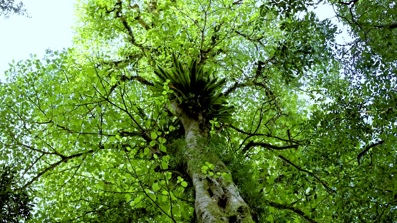 Upward view of a lush forest canopy with vibrant green leaves and sunlight filtering through