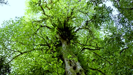 upward view of a lush forest canopy with vibrant green leaves and sunlight filtering through