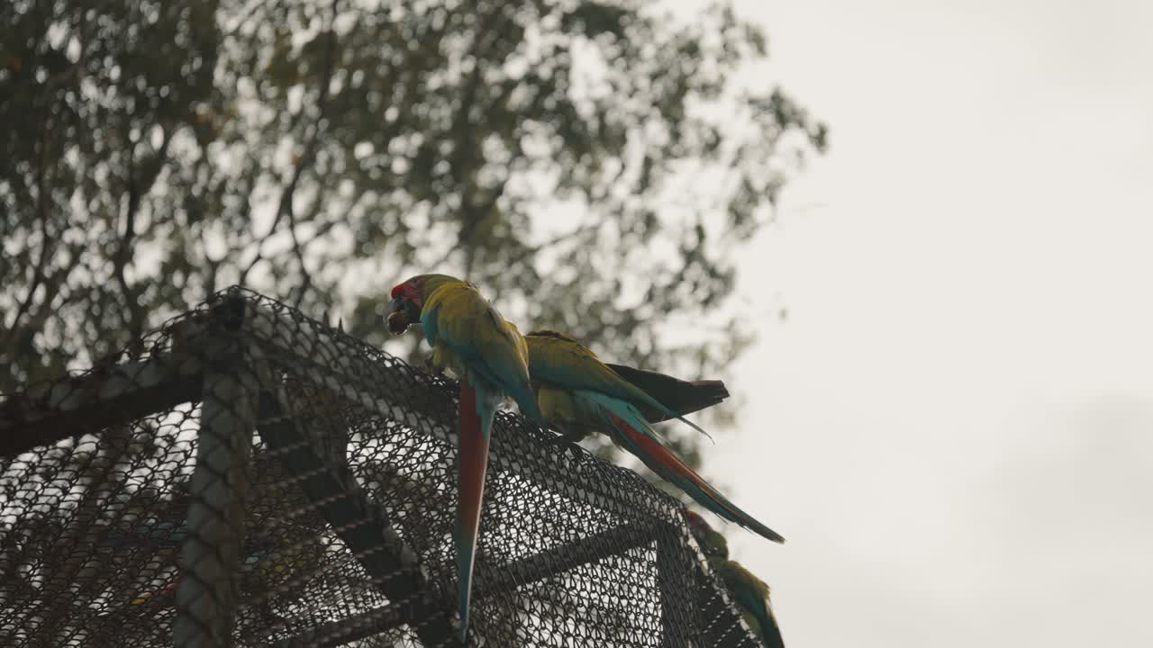 grupo de hermosos guacamayos verdes volando sobre la cerca