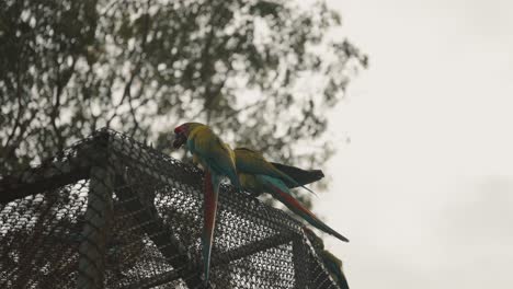 group of beautiful great green macaw flying over fence