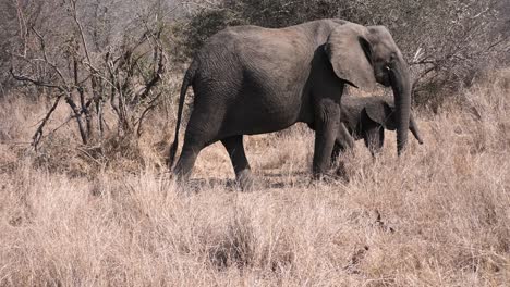 african female elephant with calf walking along from left to right