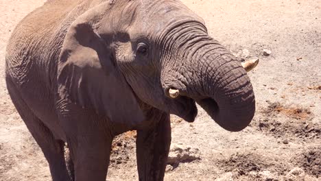 cerca de un elefante africano usando su trompa para tomar un trago de agua en un abrevadero en el parque nacional de etosha, namibia