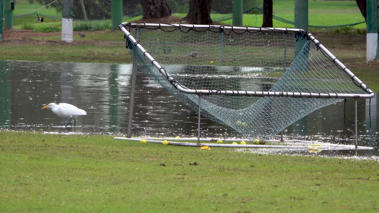 비가 오는 동안 골프장에서 식사를 하는 헤론, 표시된 거리가 있는 골프 연습장, 차가운 물방울이 범람하는 그물을 쏘는 것