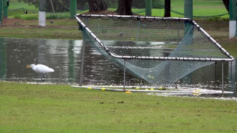 Reiher-Fressen-Auf-Dem-Golfplatz-Bei-Regen,-Driving-Range-Mit-Markierten-Distanzen-Und-Von-Kaltem-Tropfen-überflutetes-Schießnetz