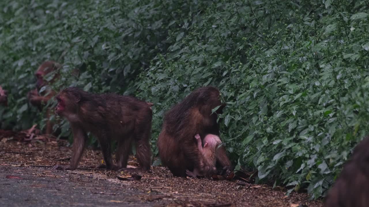 Macaco orsetto, Macaca arctoides, riprese 4K.