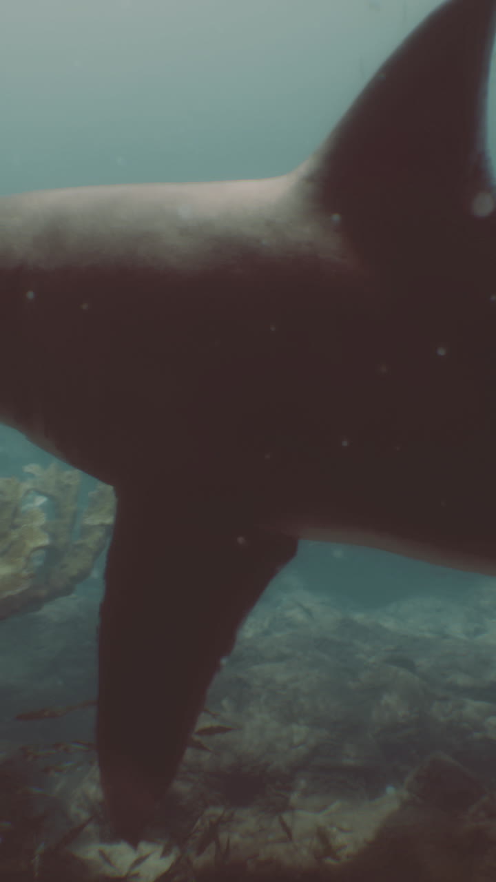 Majestic shark gliding through underwater habitat in serene ocean