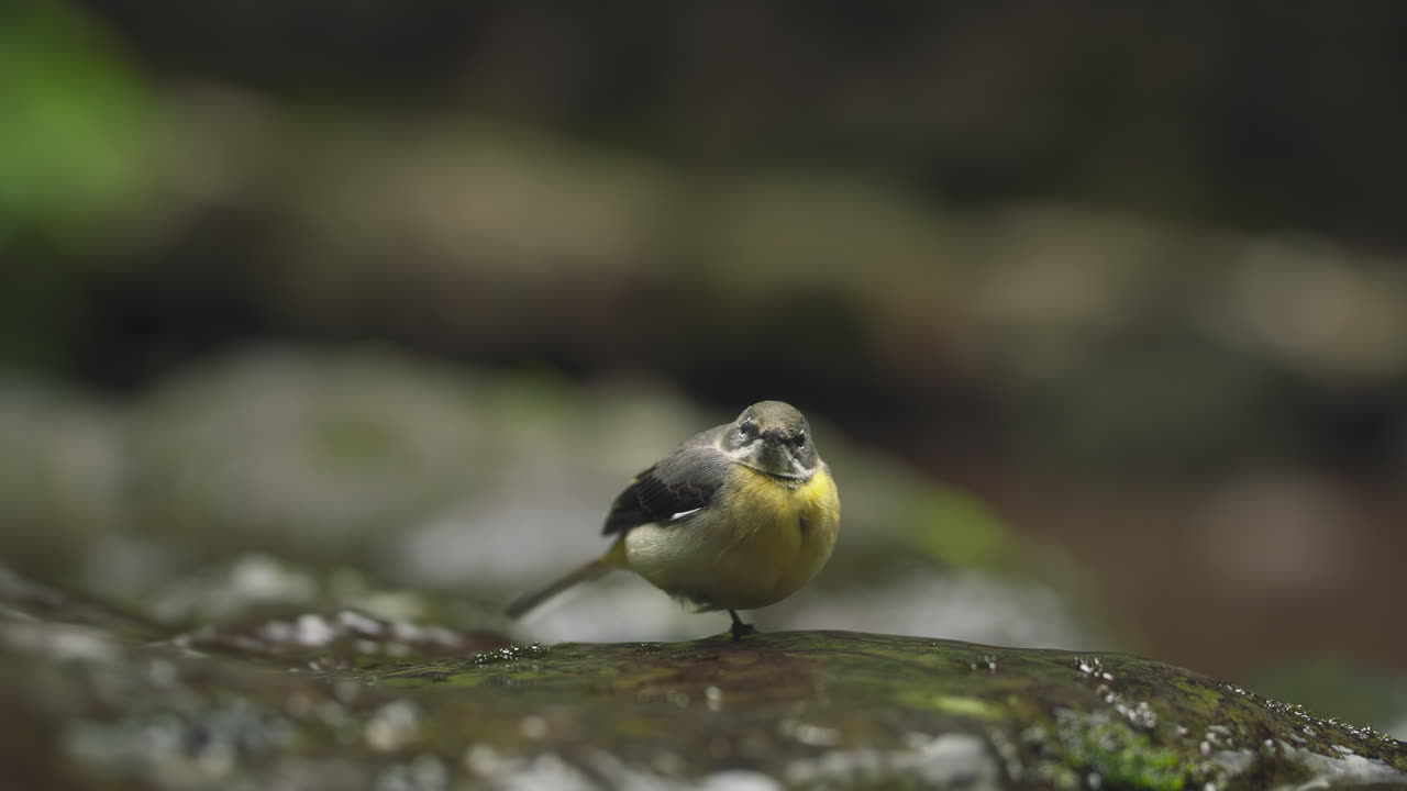 Grey Wagtail (Motacilla cinerea) in the Laurel forest of Madeira island, Portugal