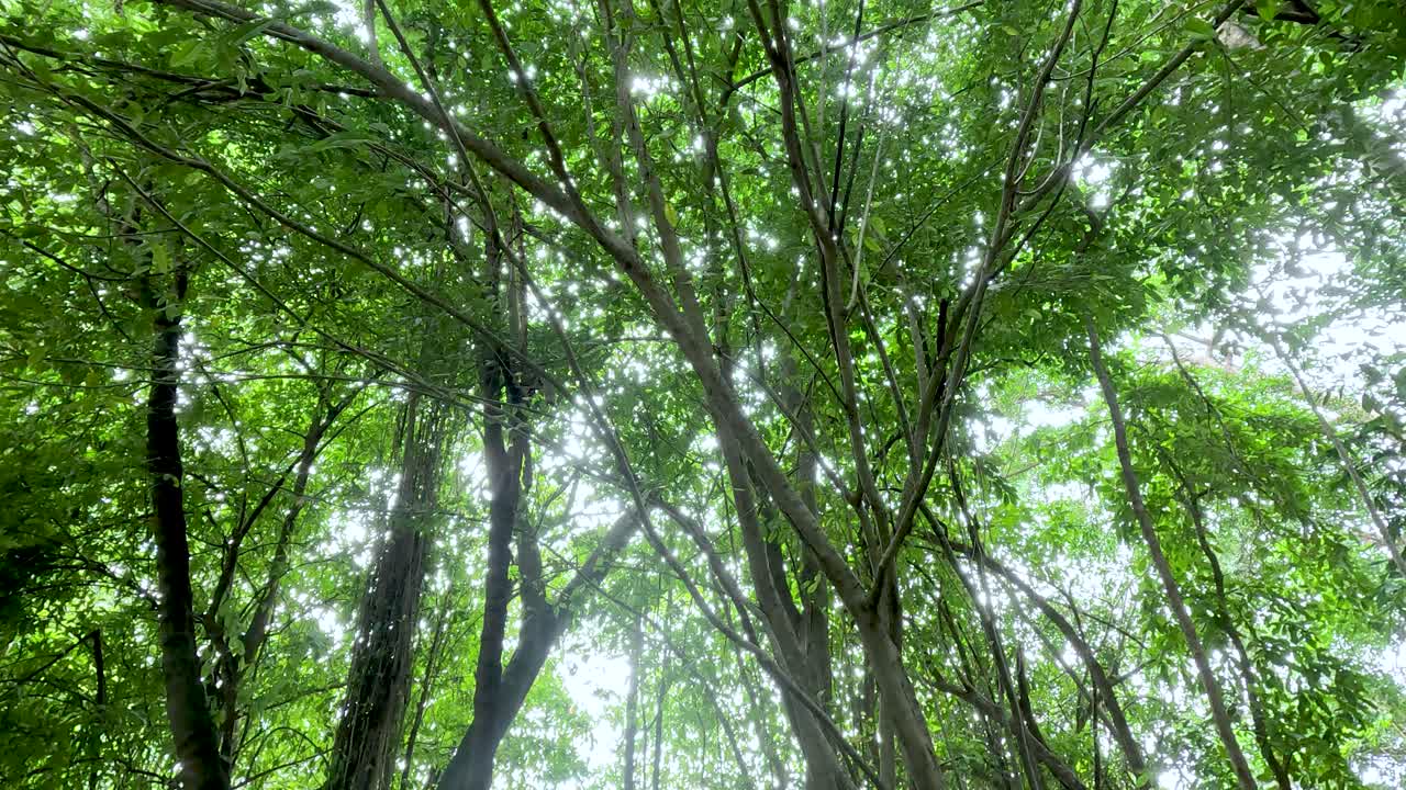 Tranquil waterfall surrounded by dense green foliage
