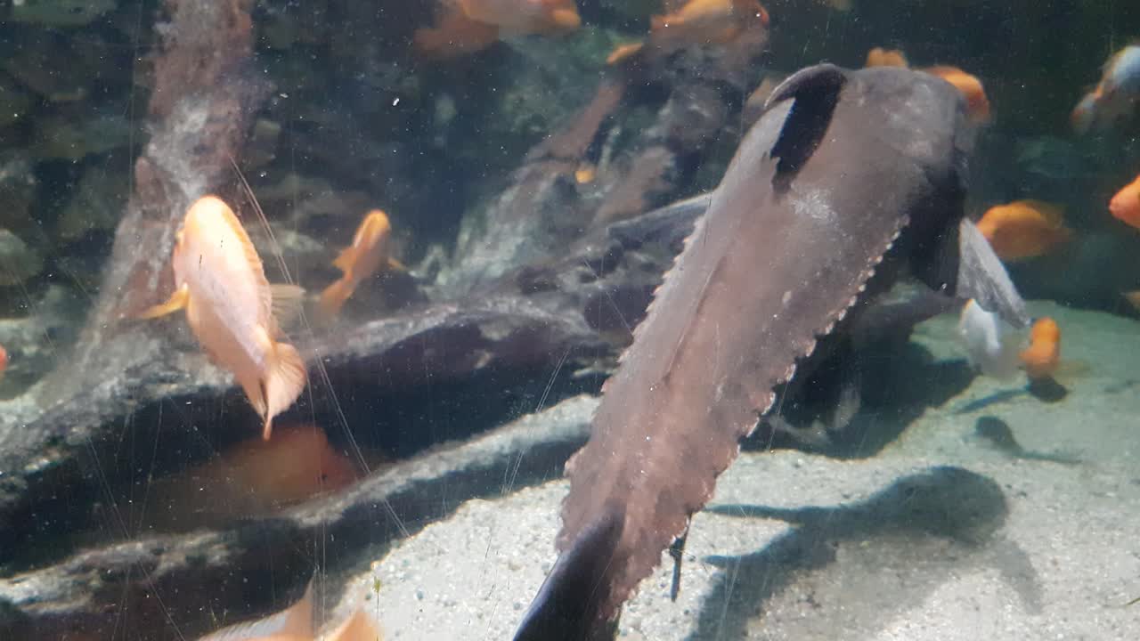 Ripsaw catfish close up shoot, swimming next to camera