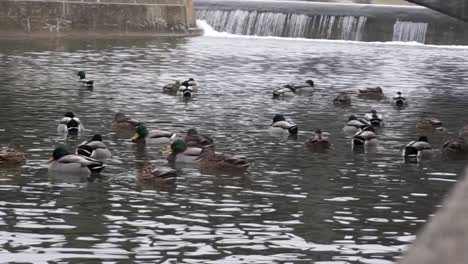 Ducks-Swimming-on-Water-Near-Bridge-and-Waterfall