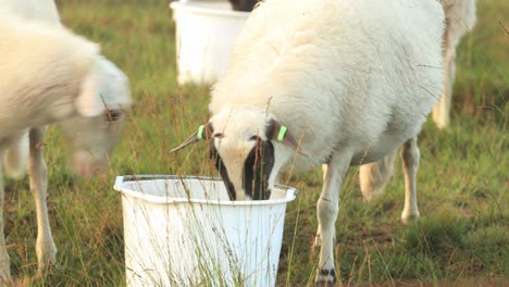 funny clip of a sheep fighting over a bucket with a third stepping in to eat before the first also shoves that one aside in heather landscape with an orange glow on the misty dew drop rich sunrise