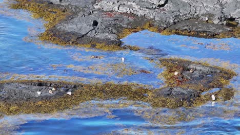 A-tiny-bird-with-white-and-black-feathers-glides-through-the-ocean's-clear-blue-water-near-the-shore-with-seaweed-covered-bottom