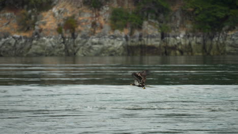 eagle catchng fish and feeding in british columbia canada