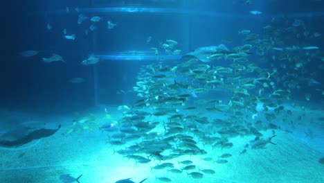 fish swimming together in a large aquarium tank