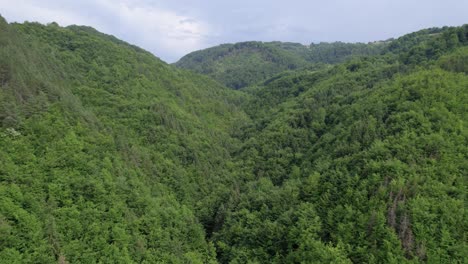 green lush jungle valley, drone fly over during summer, slow