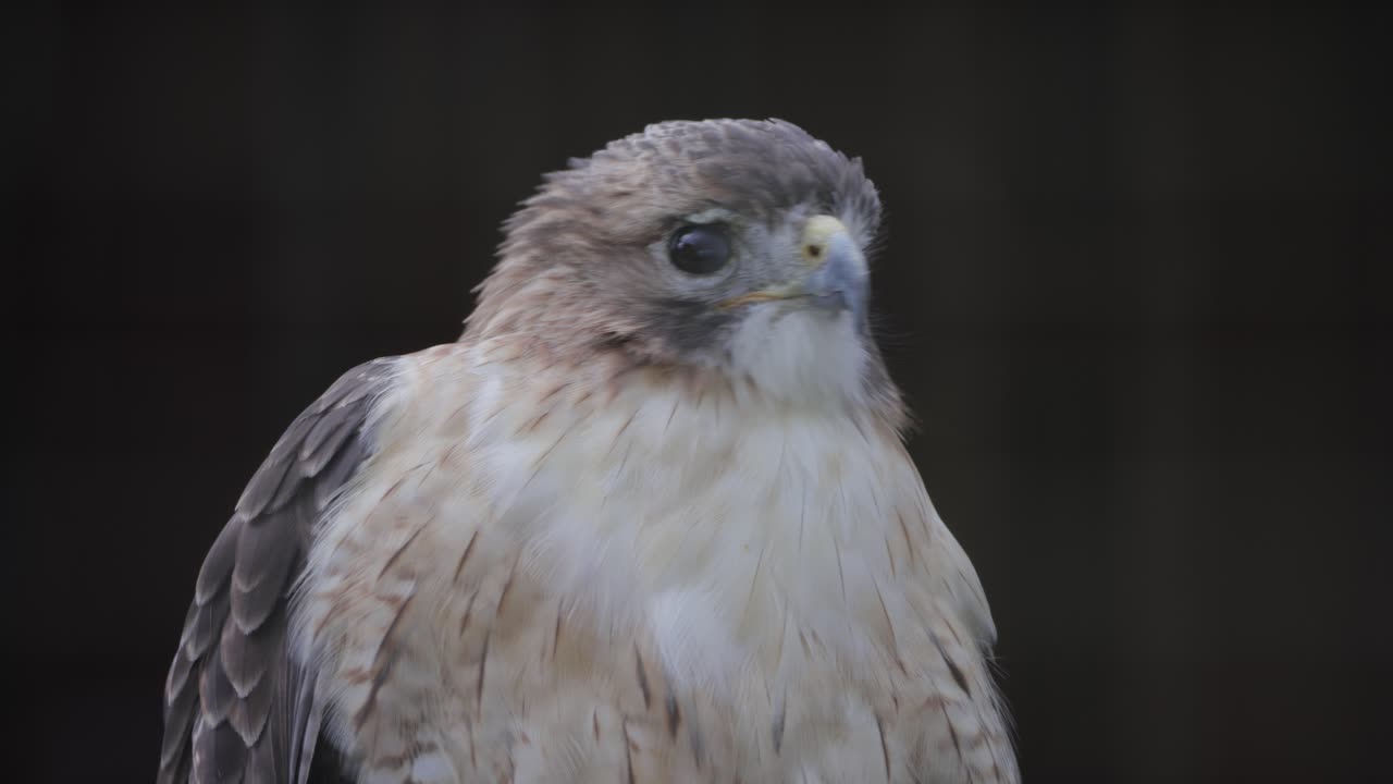 Close-up of a light-colored hawk with dark eyes perched calmly, looking to the side indoors