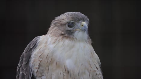 close-up of a light-colored hawk with dark eyes perched calmly, looking to the side indoors