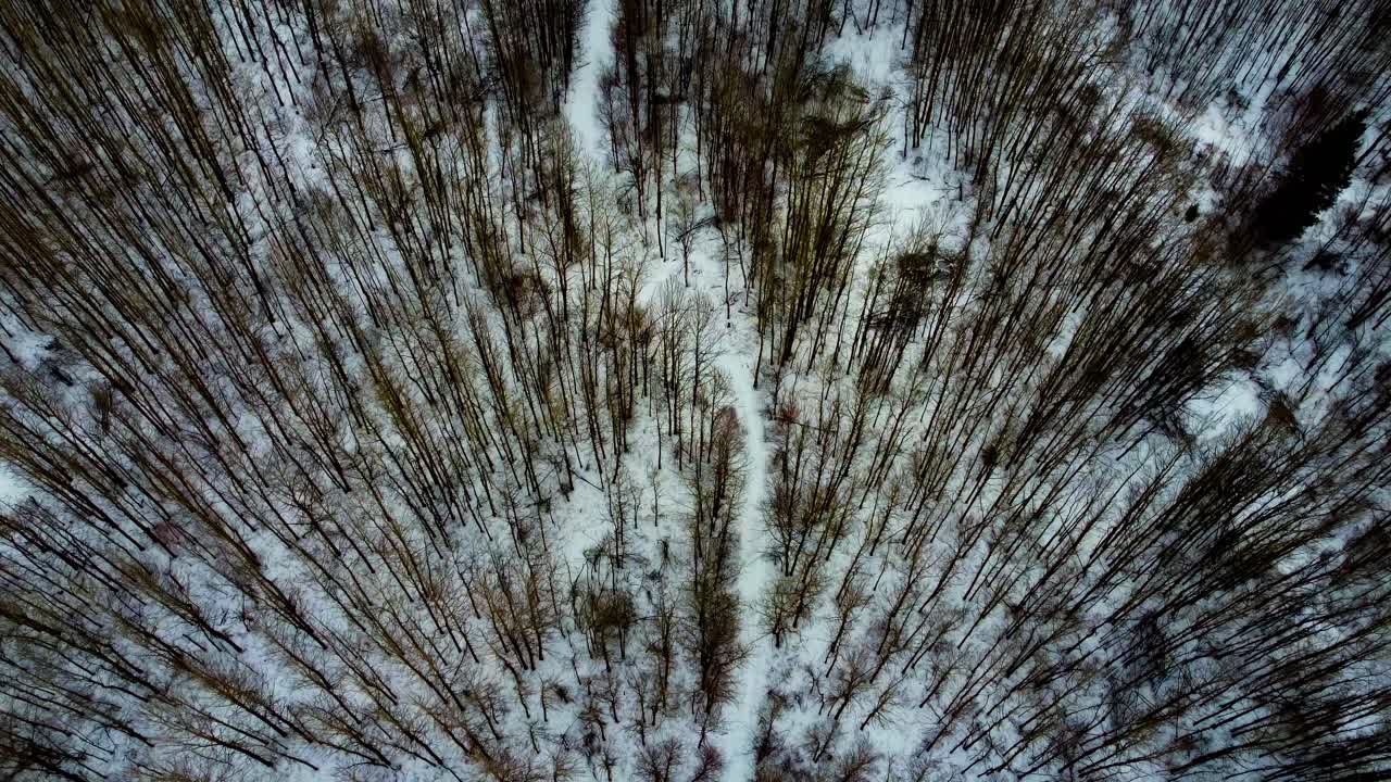 aerial winter birds eye view over dense forest snow covered forked paths with pockets of empty campsights sunset afternoon over quiet camping property where people walk or side-by-side ride atv 2-4