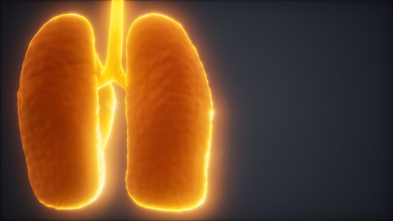 animación médicamente precisa del pulmón humano en bucle 3d