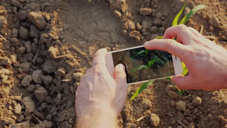 hands of a farmer who photographs green shoots on the field. there is a screen with a picture of a sprout of maize. top view