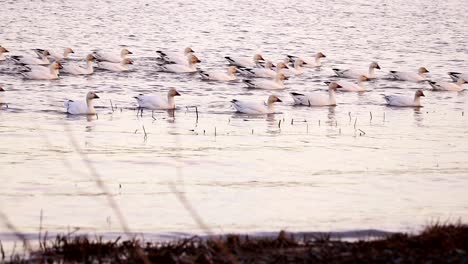 a group of snow geese swim to come on the shore