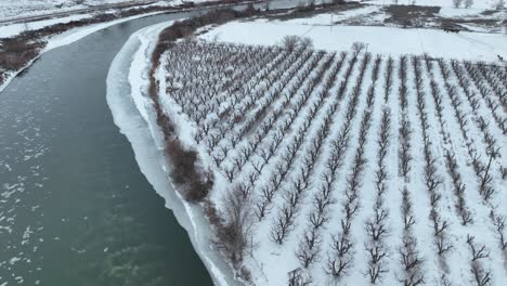 Toma-Aérea-De-Un-Huerto-Cubierto-De-Nieve-Que-Bordea-El-Río-Yakima-En-Washington