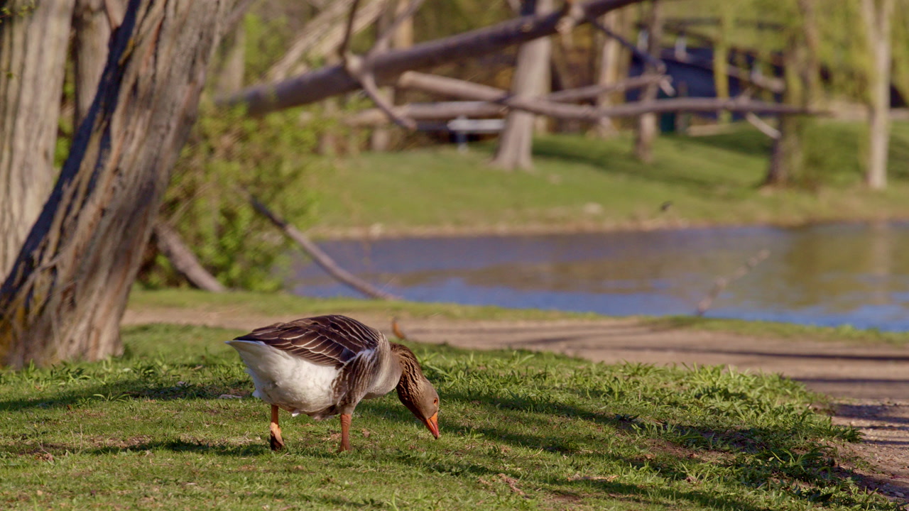 Goose walking near a pond in slow motion with golden morning light